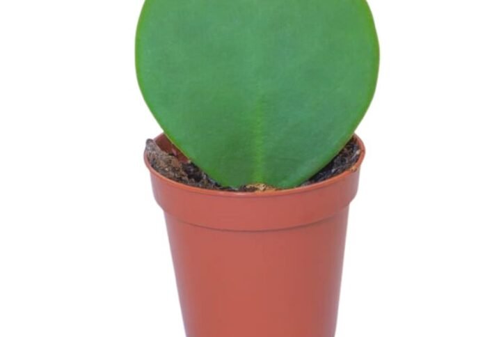 Hoya Heart Plant
