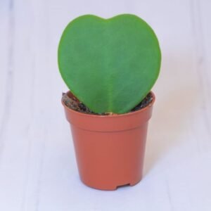 Hoya Heart Plant