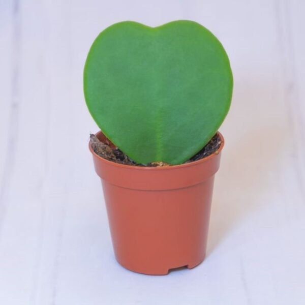 Hoya Heart Plant