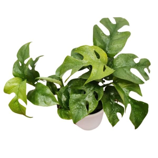 Monstera Deliciosa – Swiss Cheese Plant