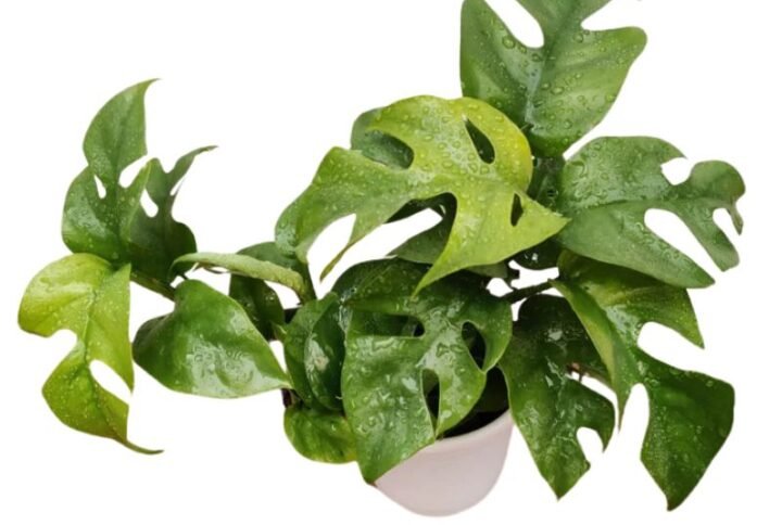 Monstera Deliciosa Plant