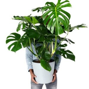 Monstera Deliciosa - Swiss Cheese Plant