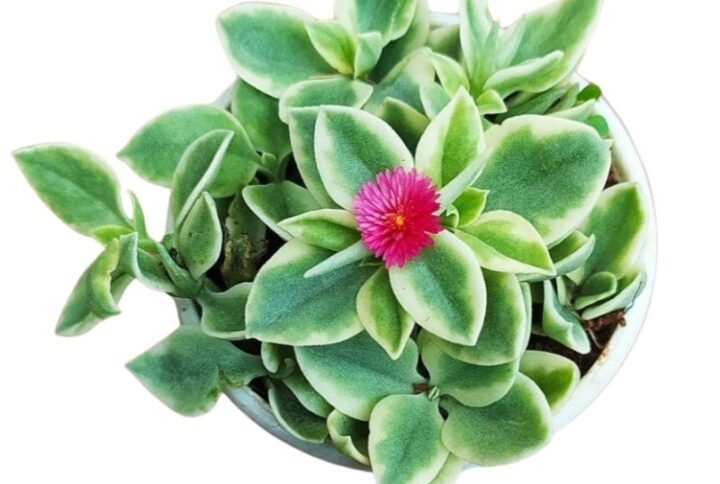 Aptenia cordifolia, Baby Sun Rose – Succulent Plant