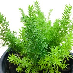 Asparagus Fern Plant