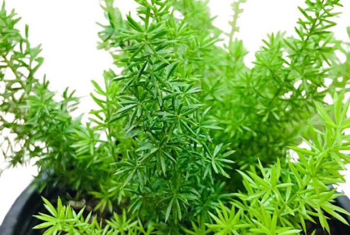 Asparagus Fern Plant