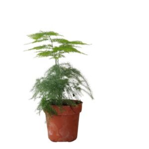 Asparagus Fern Plant