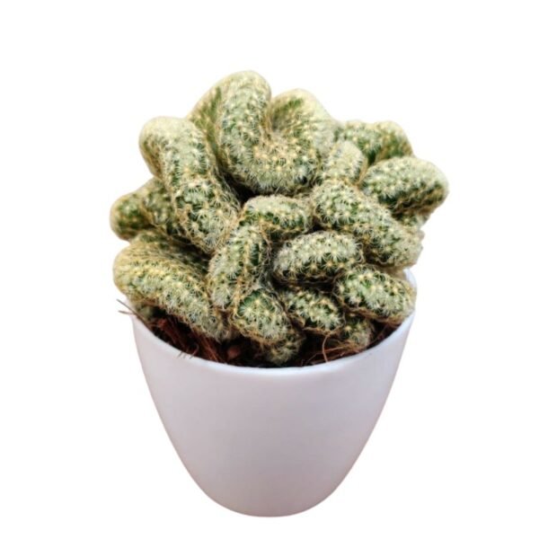 Cacti Cristate ‘C’ – Cactus Plant