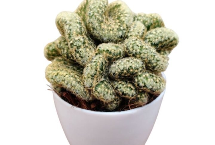 Cacti Cristate 'C' - Cactus Plant