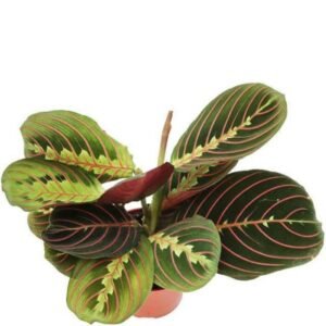 Calathea Red Vein - Plant