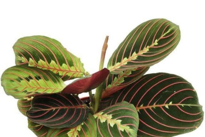 Calathea Red Vein - Plant