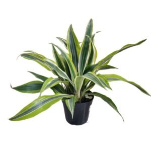 Dracaena Lemon Lime - Plant