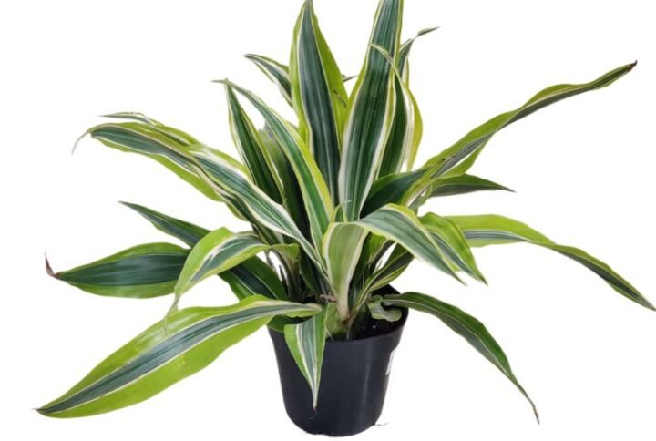 Dracaena Lemon Lime - Plant