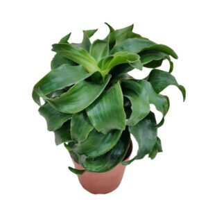 Dracaena Twister - Plant