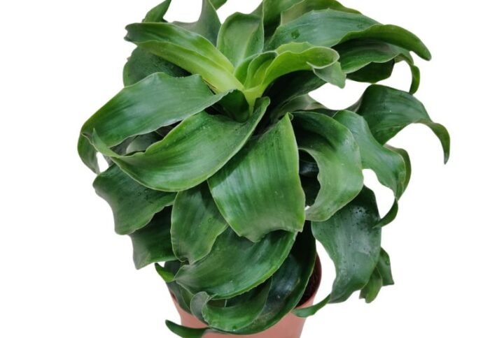 Dracaena Twister - Plant