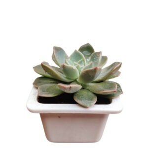 Echeveria Melaco - Succulent Plant