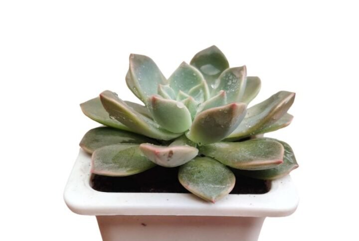 Echeveria Melaco - Succulent Plant