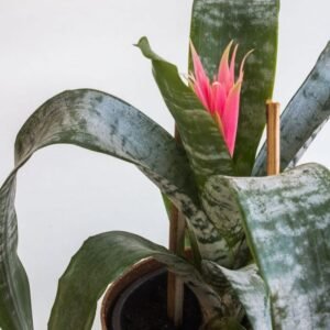 Guzmania (Pink) - Plant