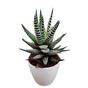 Haworthia Attenuata - Succulent Plant