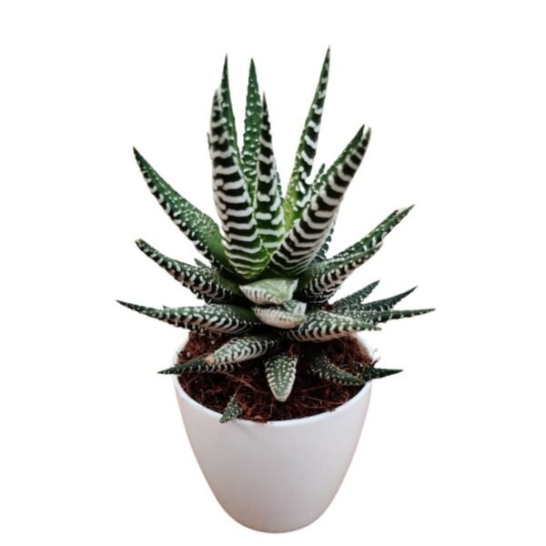 Haworthia Attenuata – Succulent Plant