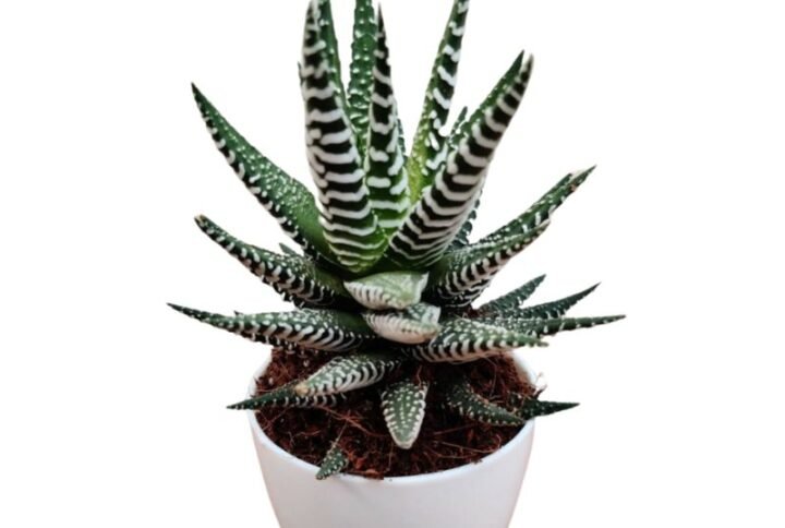 Haworthia Attenuata - Succulent Plant