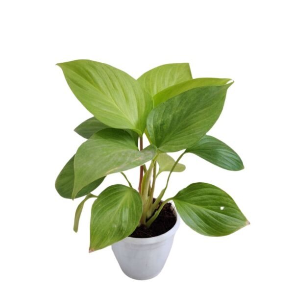 Homalomena – Plant