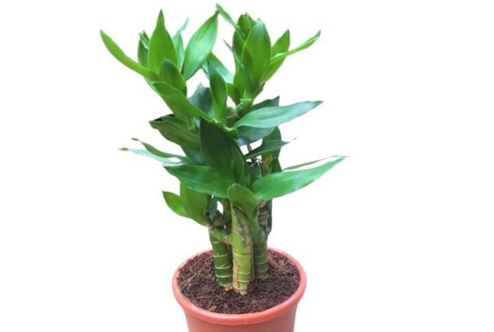 Lotus Bamboo Plant