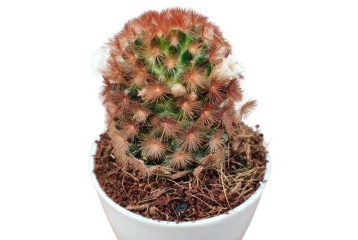 Mammillaria Carmenae Rubrispina - Cactus Plant