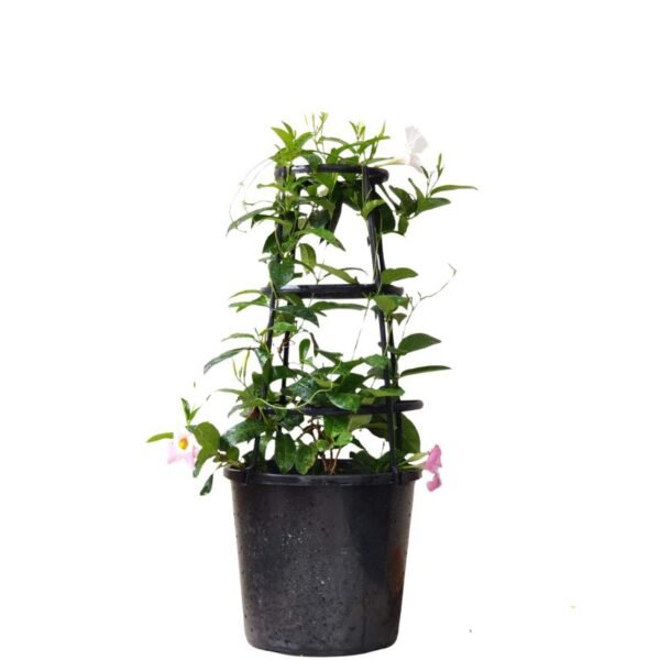 Mandevilla White – Plant