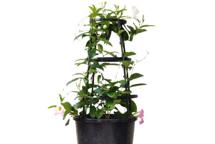 Mandevilla White - Plant