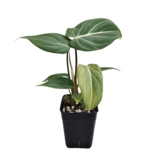 Philodendron Gloriosum