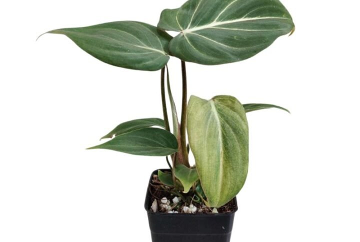 Philodendron Gloriosum