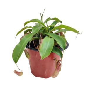 Pitcher Plant