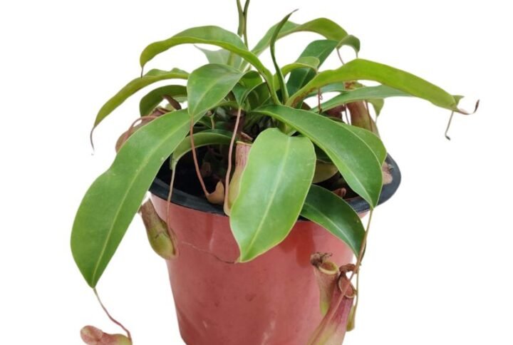 Pitcher Plant