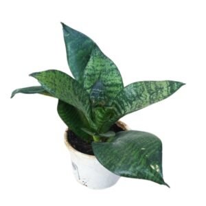 Sanseveria Gilt Edge - Snake Plant