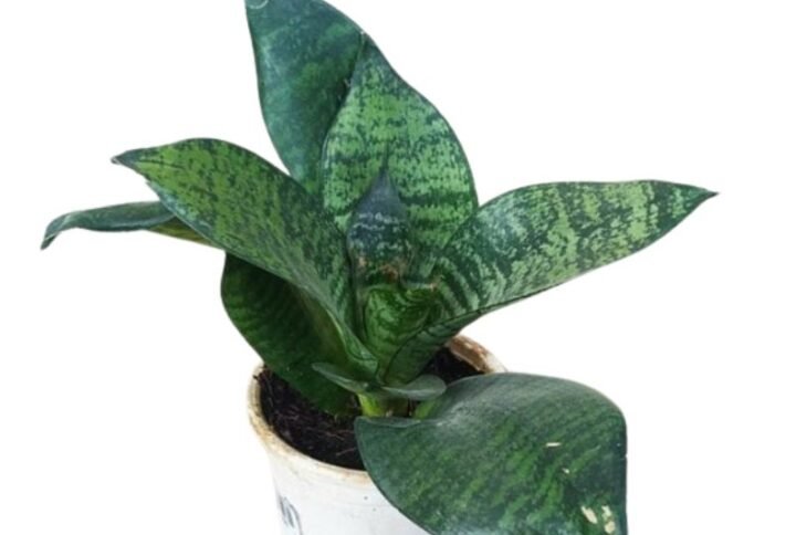 Sanseveria Gilt Edge - Snake Plant