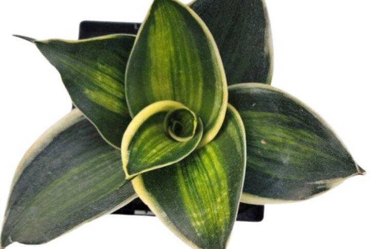 Sanseveria Trifasciata 'Stars and Stripes' - Snake Plant