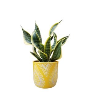 Sanseveria - Twisted Snake Plant