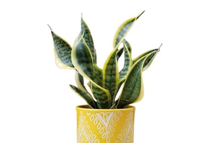 Sanseveria - Twisted Snake Plant