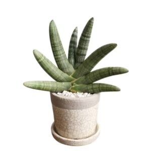 Sansevieria Boncel (Starfish snake plant) Sansevieria Cylindrica - Plant