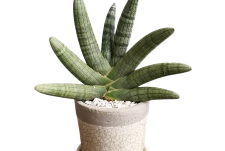 Sansevieria Boncel (Starfish snake plant) Sansevieria Cylindrica - Plant