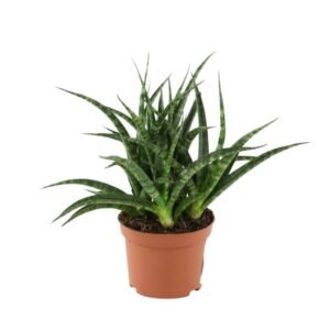 Sansevieria Fernwood Mikado- Snake plant