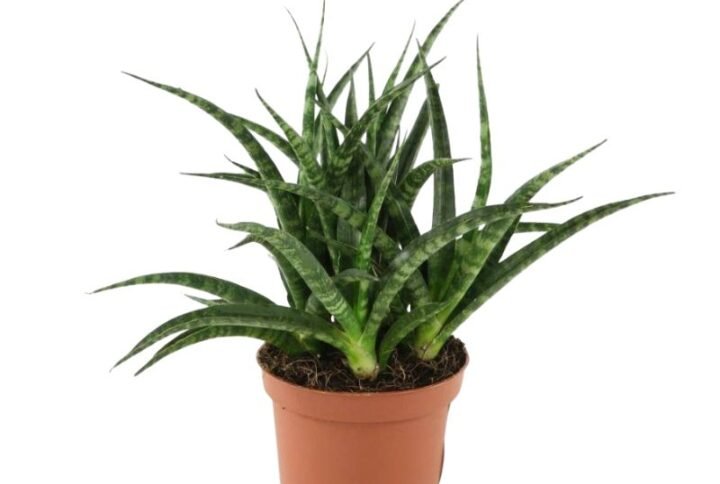 Sansevieria Fernwood Mikado- Snake plant