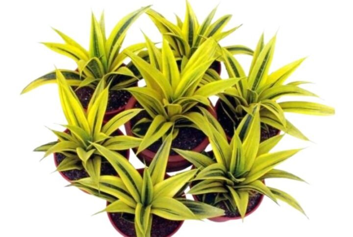 Sansevieria Gold Flame - Snake Plant