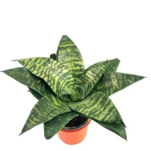 Sansevieria Hahnii Green Dwarf - Snake Plant