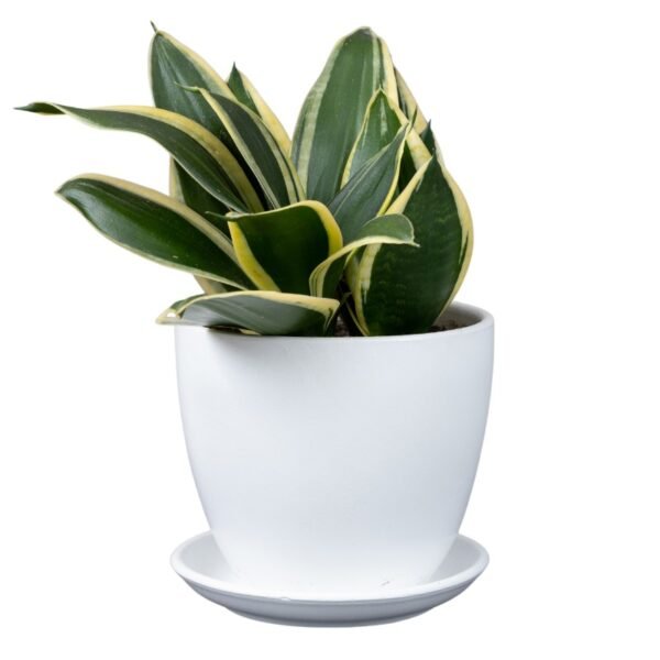 Sansevieria Hahnii Marginata – Snake Plant