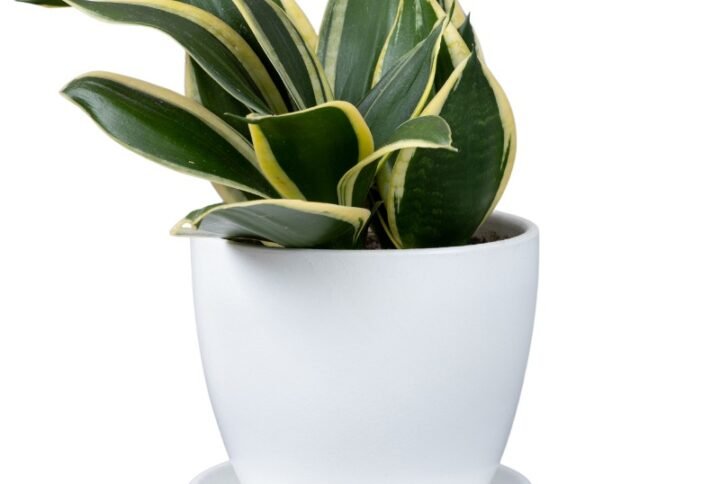 Sansevieria Hahnii Marginata