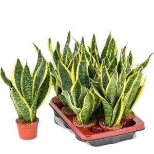 Sansevieria Superba (Green) - Snake Plant