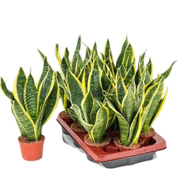 Sansevieria Superba (Green) – Snake Plant