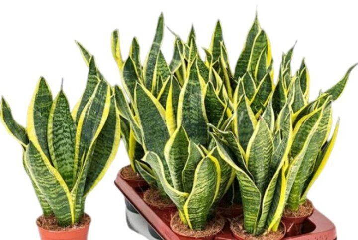 Sansevieria Superba (Green) - Snake Plant