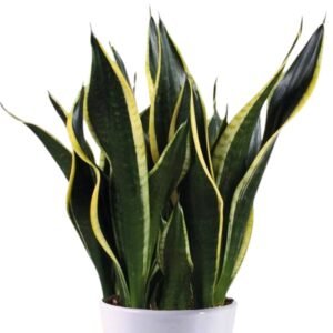 Sansevieria Trifasciata Black Gold (Snake Plant) - Succulent Plant